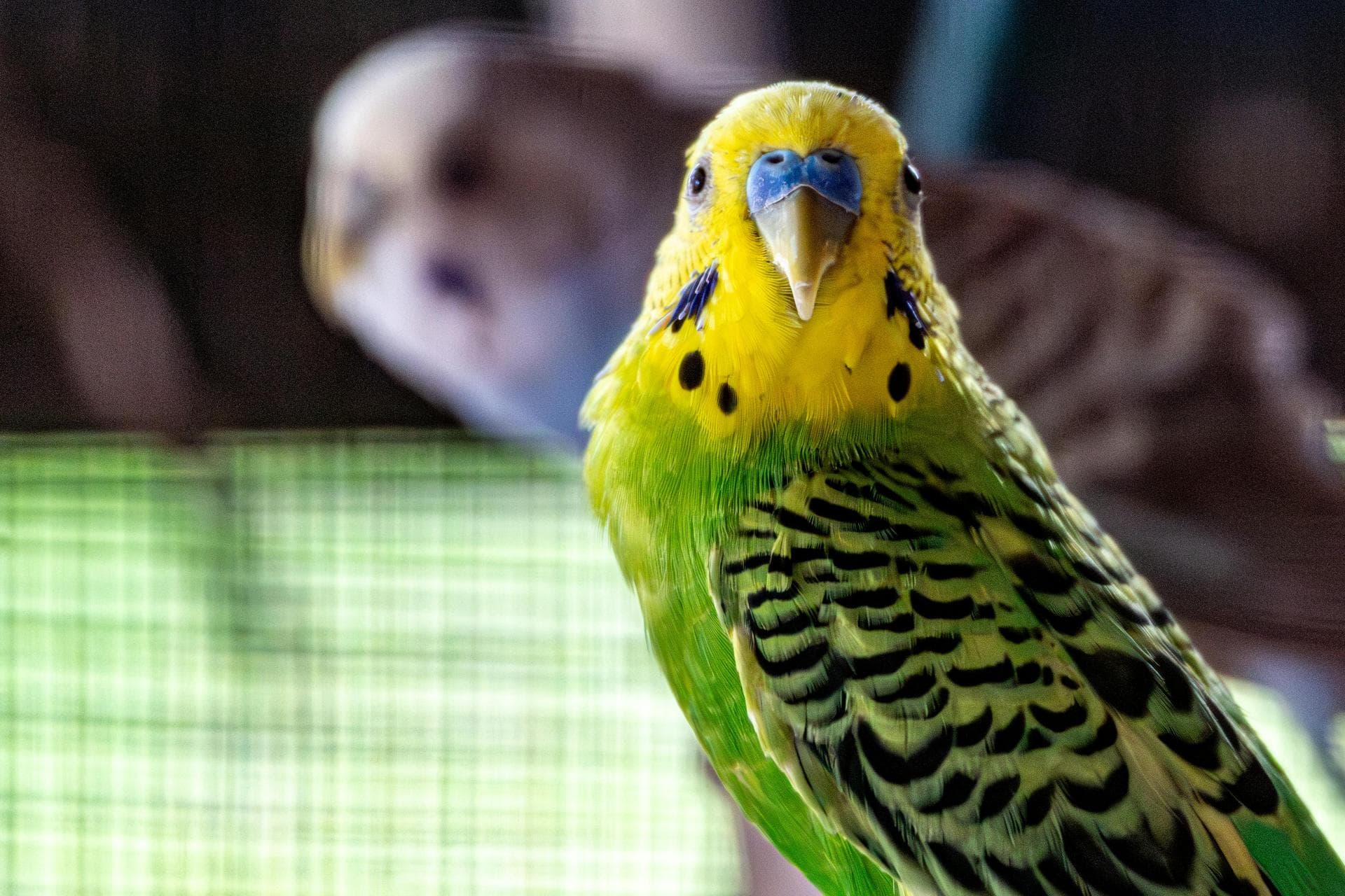 Specialist Vets in Solihull