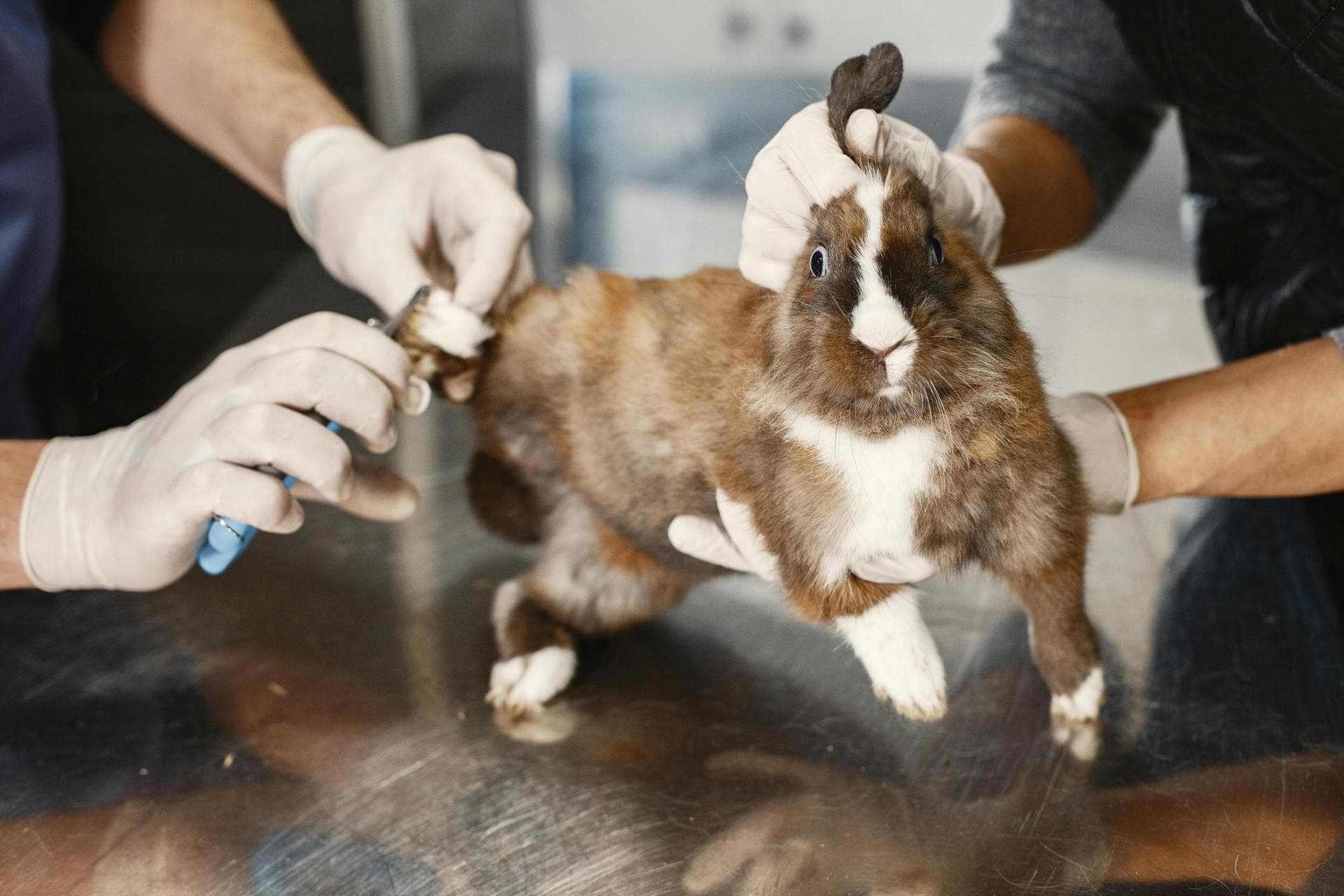 Rabbit Spay Castrate Neutering Prices in Solihull