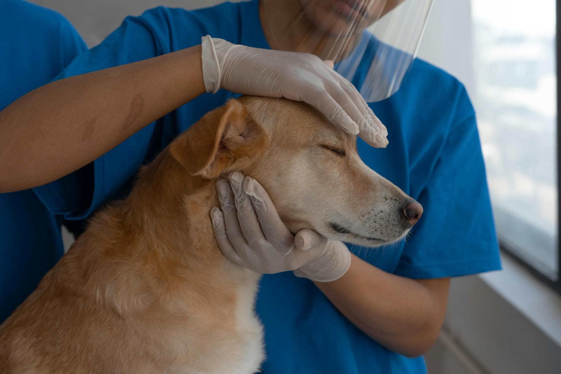 Annual Vaccination Booster Prices in Solihull