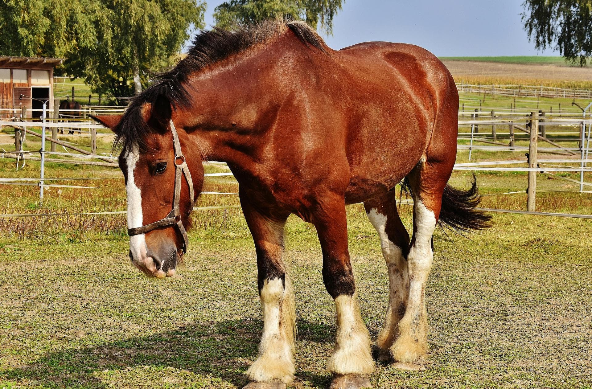 Emergency Vets in Solihull